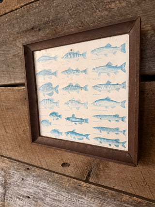 Vintage 1930s North American Freshwater Fish Print