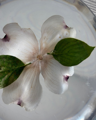 close up of flower suspended in lucite paperweight