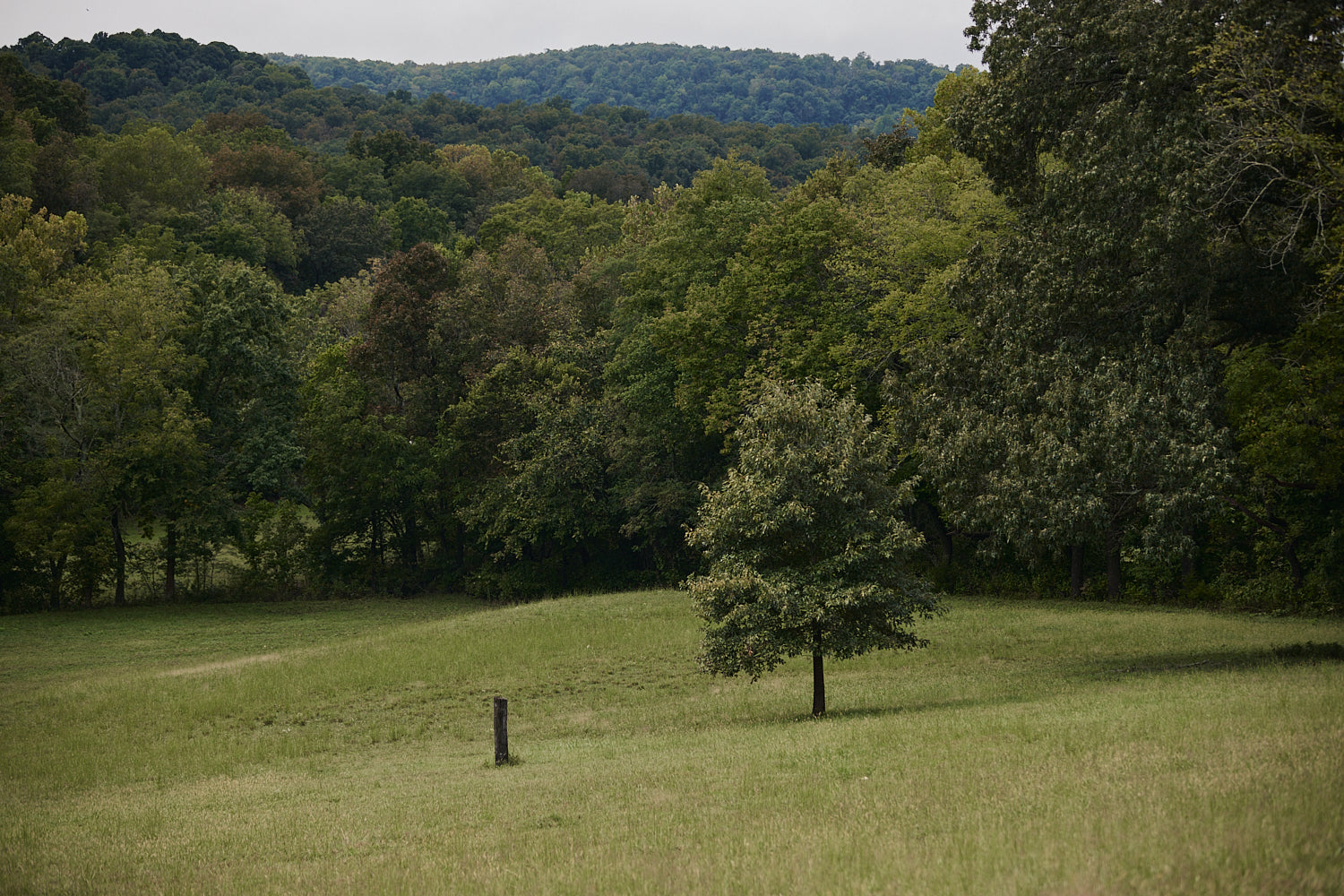 Lush green forest with a clear path in the foreground