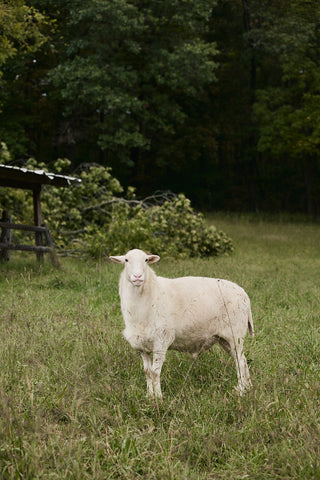 White sheep standing in a grassy field with trees in the background