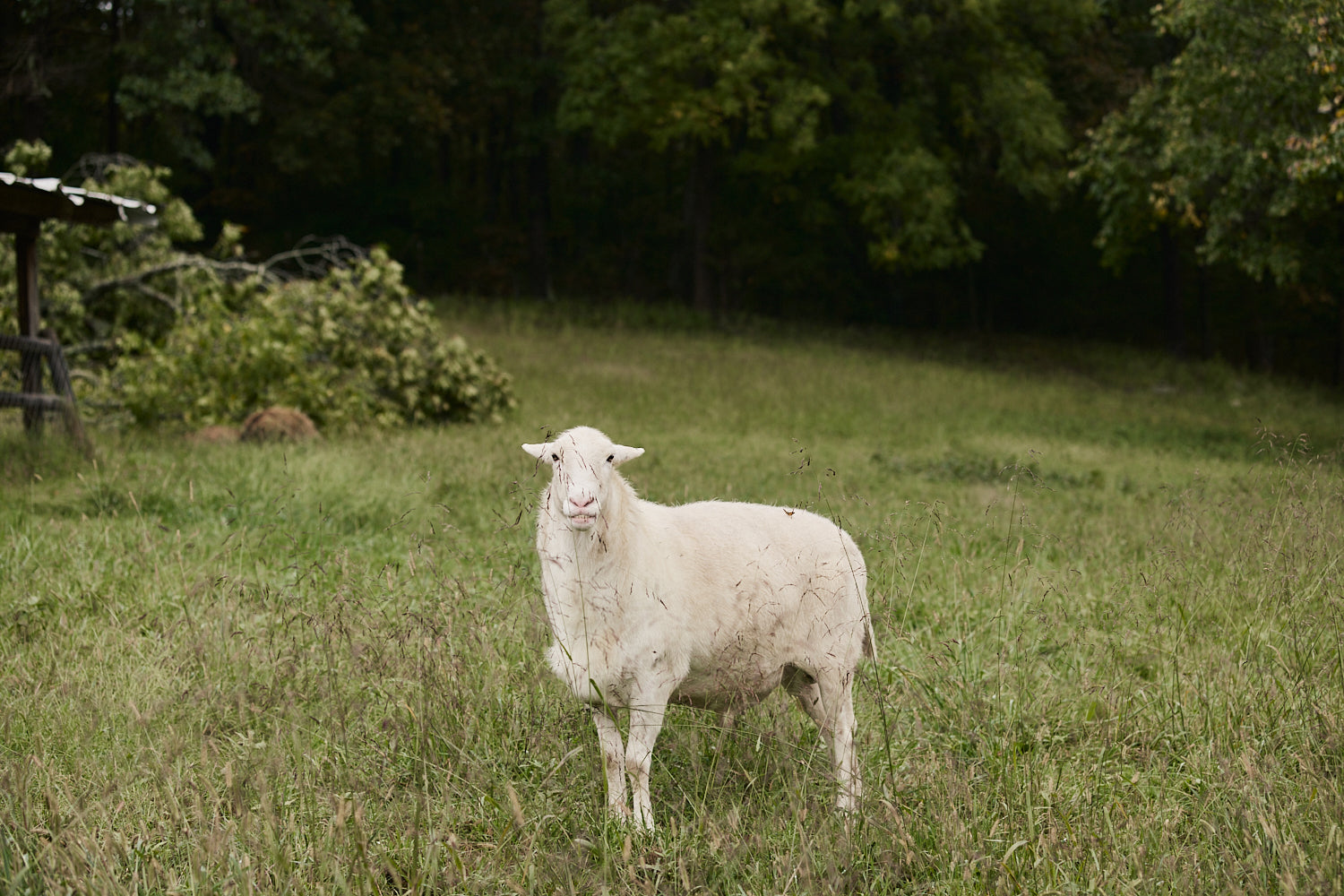 White sheep standing in a grassy field with trees in the background