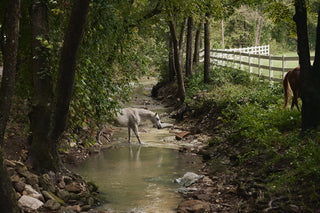 Horses drinking from a stream in a forested area with a wooden fence in the background.