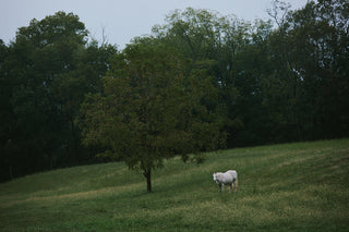 White horse standing in a grassy field with trees in the background